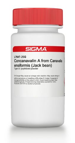 Concanavalin A from Canavalia ensiformis (Jack bean)ͼƬ