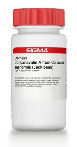 Concanavalin A from Canavalia ensiformis (Jack bean)图片