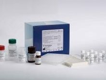 人促红细胞生成素抗体(EPO-Ab)elisa试剂盒图片