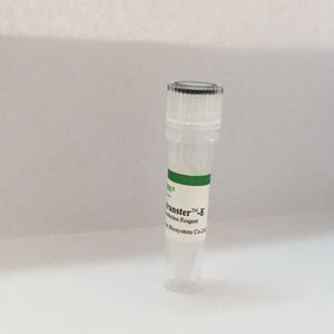 高效电转染试剂(核转染)图片
