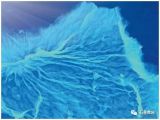 还原氧化石墨烯上MoS3纳米颗粒用于高性能超级电容器和电池
