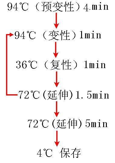 牛型放线菌PCR检测试剂盒图片