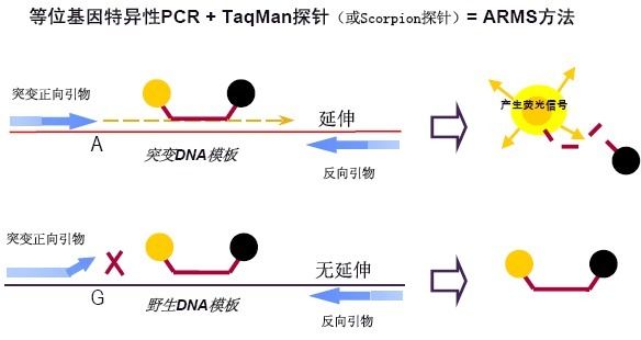 气单胞菌通用PCR检测试剂盒图片