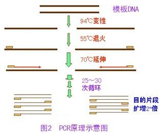 丙酸蛛网菌PCR检测试剂盒图片