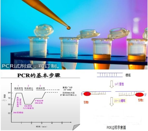 禽腺病毒PCR检测试剂盒图片
