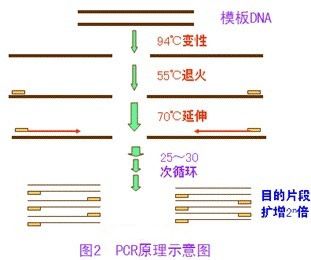 E-ѡGT̬(PCR-RLFP)ԼͼƬ