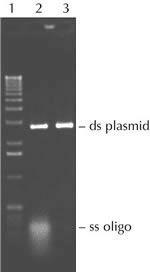 Exonuclease I X40501K X40505K 5000 Units图片