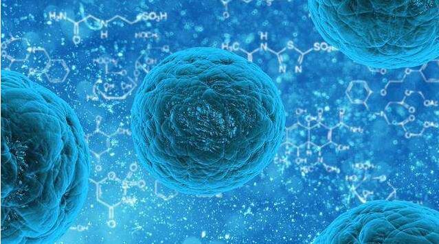 HEC-1-B-RFP荧光标记细胞株图片