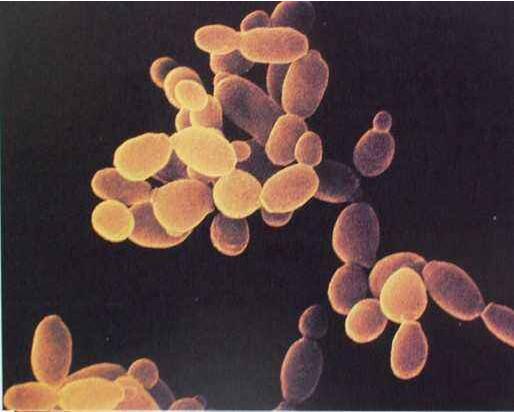 MCF-7/ADR人乳腺癌阿霉素耐药细胞株图片