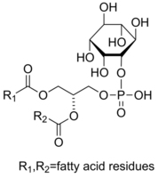L-α-Phosphatidylinositol图片