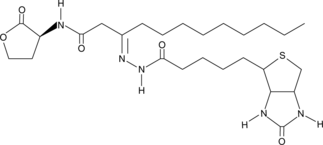 N-dodecanoyl-L-Homoserine lactone-3-hydrazone-biotin图片