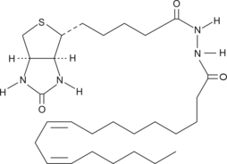 Linoleic Acid-biotin图片