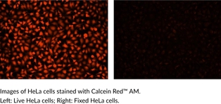 Calcein Red? AM图片