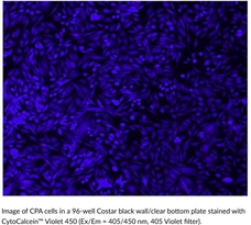 CytoCalcein? Violet 450图片