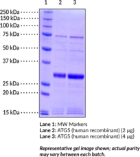 ATG5(human recombinant)图片