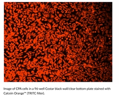 Calcein Orange? Diacetate图片