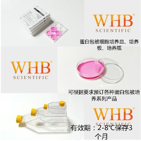 WHB-100-CC胶原包被培养皿图片