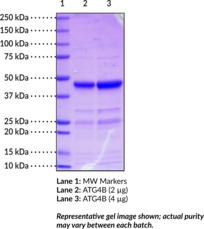 ATG4B(human recombinant)图片