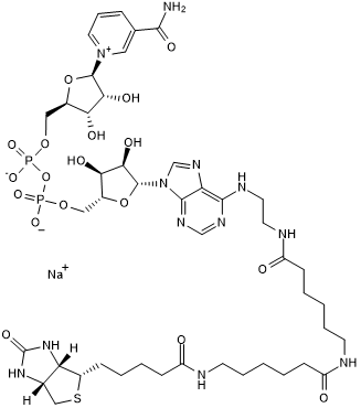 Biotin-LC-NAD+图片