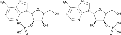 Adenosine 2'(3')-monophosphate(mixed isomers)图片