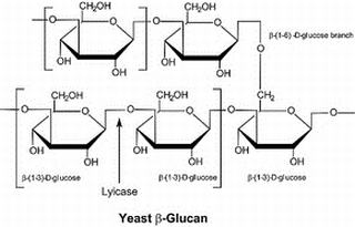 Lysing Enzymes from Arthrobacter luteus图片