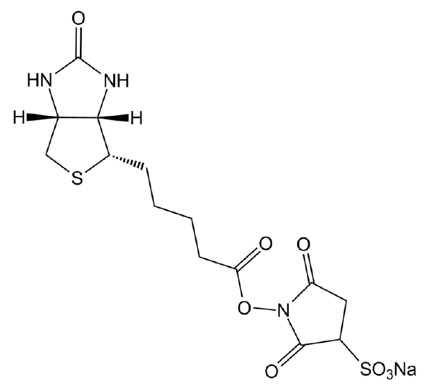 Sulfo-NHS-Biotin图片