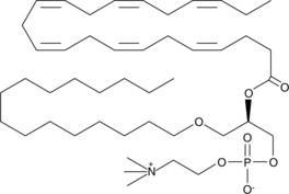 Docosahexaenoyl PAF C-16图片