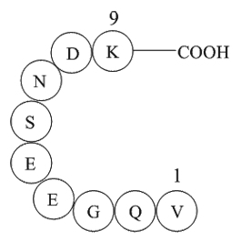 β-Interleukin I(163-171),human图片