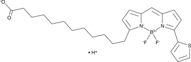 BODIPY 558/568 C12图片