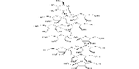 Fructo-oligosaccharide DP11/GF10图片