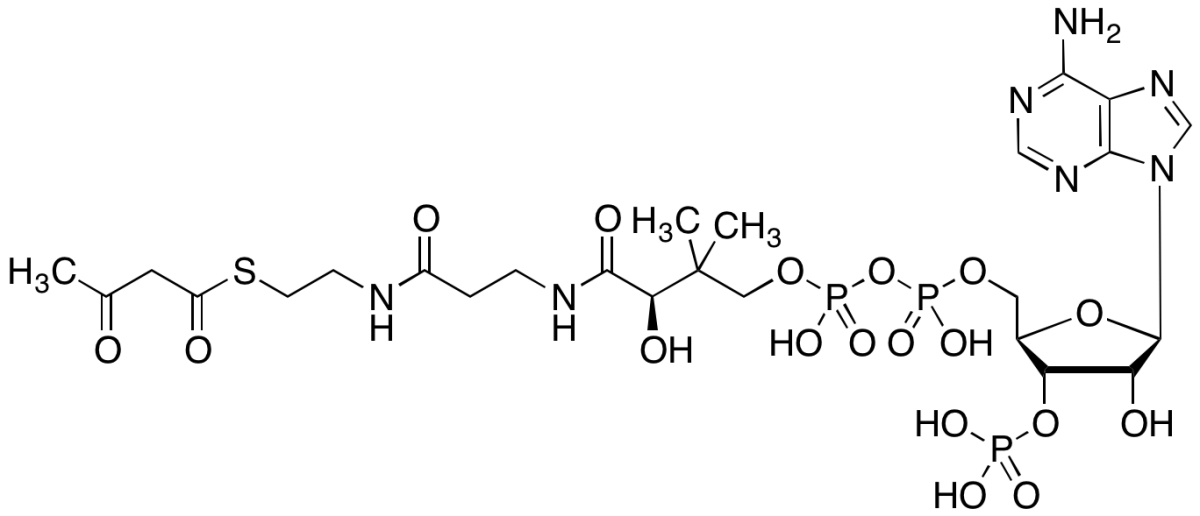 Acetoacetyl-CoA图片