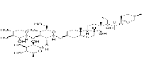 Cixiophiopogon A图片