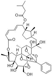 Trigothysoid N图片