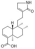 Echinophyllin C图片