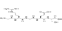 Fibronectin Active Fragment Control图片