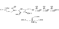 Uridine 5'-Triphosphate Tris Salt图片