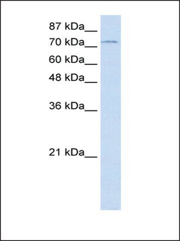 Anti-ZNF441 antibody produced in rabbit