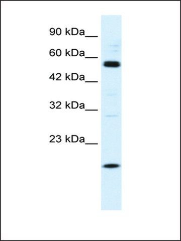 Anti-ZNF436 antibody produced in rabbit
