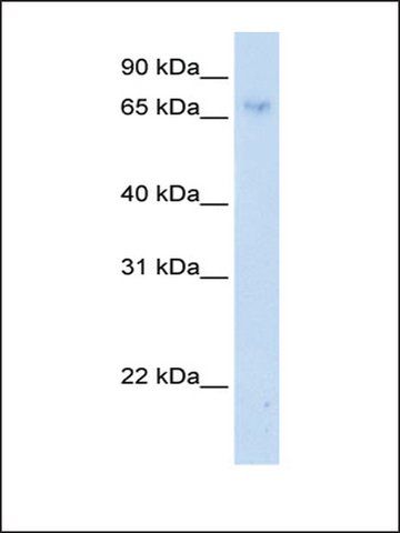 Anti-ZNF432 (AB2) antibody produced in rabbit