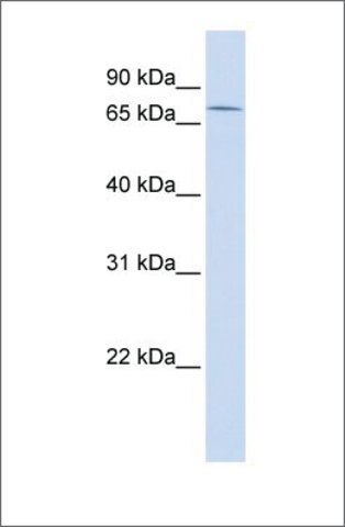 Anti-ZNF442 antibody produced in rabbit