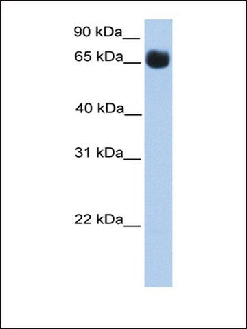 Anti-ZNF433 antibody produced in rabbit