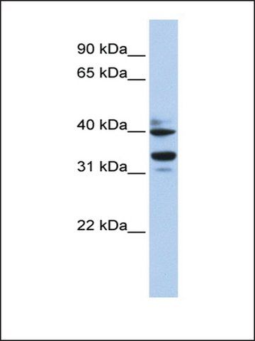 Anti-ZNF550 (AB1) antibody produced in rabbit