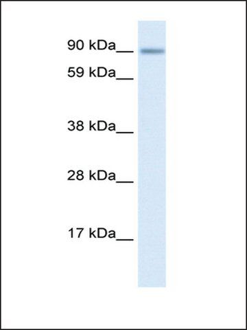 Anti-ZNF537 antibody produced in rabbit