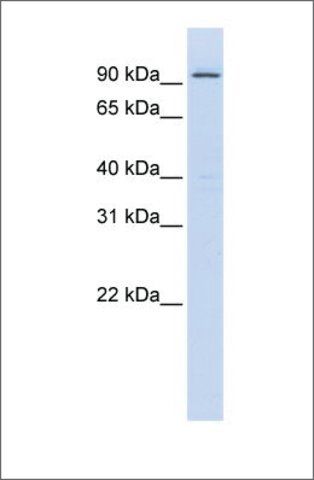 Anti-ZNF540 antibody produced in rabbit