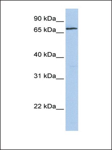 Anti-ZNF548 (AB1) antibody produced in rabbit