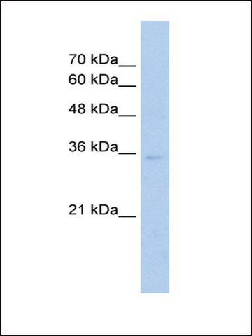 Anti-ZNF547 antibody produced in rabbit