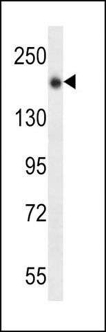 ANTI-UNC13B (N-TERM) antibody produced in rabbit