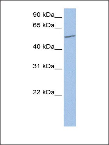 Anti-UGT2A3 (AB1) antibody produced in rabbit
