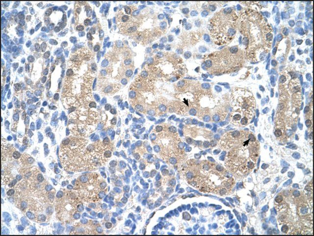 Anti-UROD antibody produced in rabbit