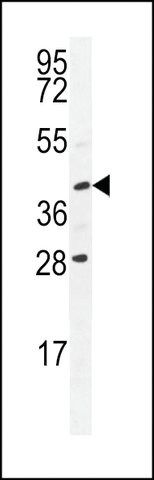 ANTI-USP50 (CENTER) antibody produced in rabbit